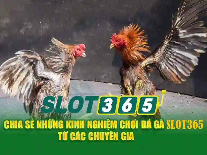 <!--IMG_PLACEHOLDER alt=Slot365 - Nền tảng slots trực tuyến uy tín--