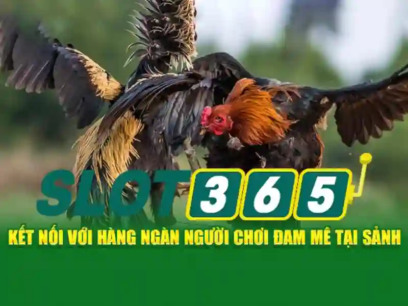 Slot365: Nền tảng trò chơi slot trực tuyến nổi bật