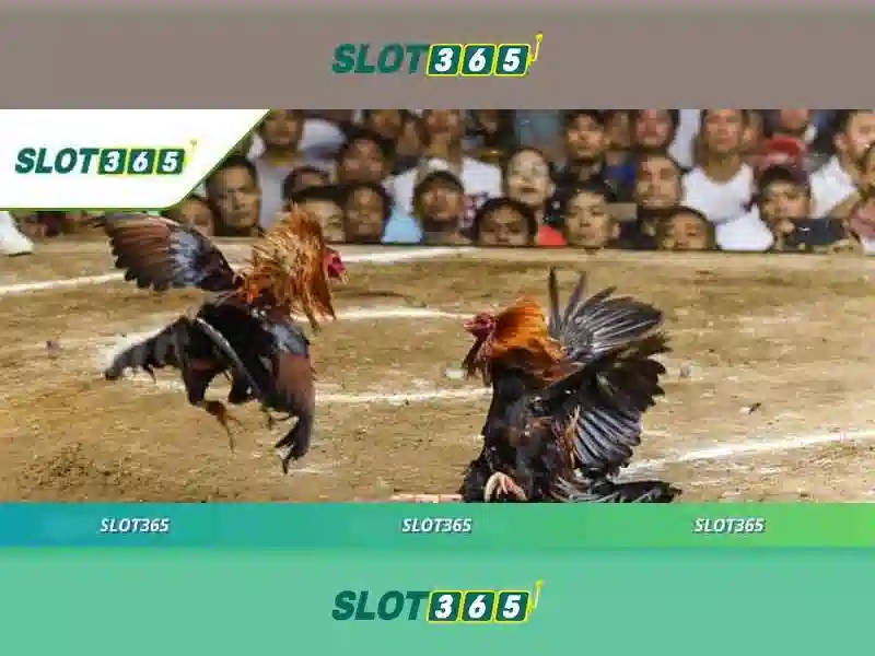 Slot365: Nền tảng casino trực tuyến toàn diện
