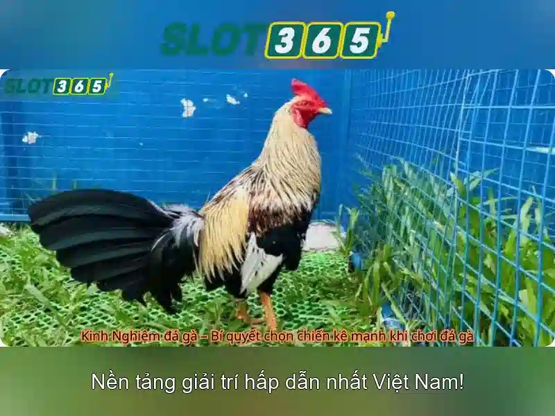 Slot365: Nền tảng slot trực tuyến – Trải nghiệm chơi đỉnh cao