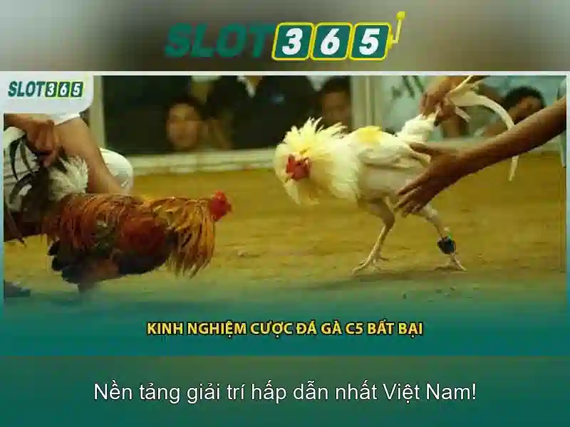Khuyến mãi và chương trình thưởng tại Slot365